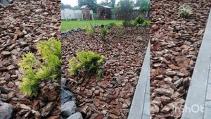 кора сосновая. мульча. Гродно. +375295863688 только звонить