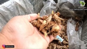 इन 60 Flower Bulb फूलों के पौधो को जरूर लगाए ! Grow These Winter Flower Bulbs Holland Varity Bulbs