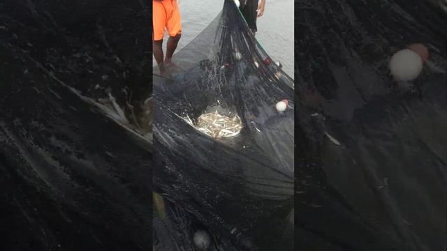 Bay of Bengal catch fish net 2 #bangladesh #coxsbazarseabeach #fishing #bayofbengal #fishingnet