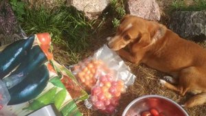 СВЕЖИЕ ОВОЩИ ЗИМОЙ. ВАКУУМАЦИЯ.