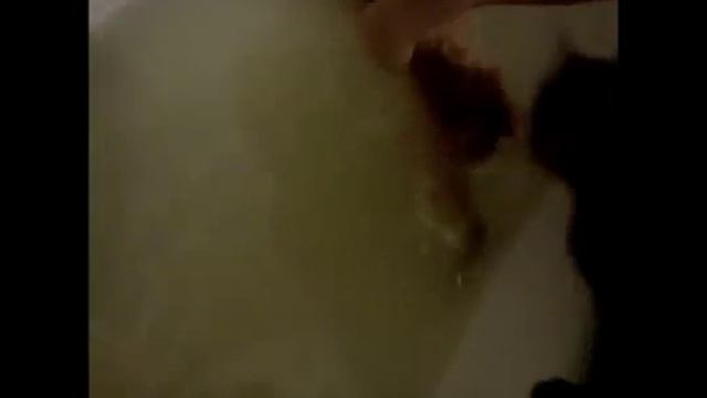 Кот как спасатель Малибу Baywatch Cat Her смотреть онлайн