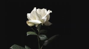 Кольцевая лампа Raylab RL-0118 Kit