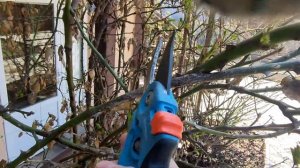 ТОП 8 ОШИБОК ПРИ ОБРЕЗКЕ ПЛЕТИСТЫХ РОЗ(клаймберы)