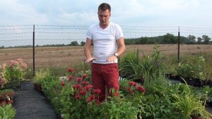 Monarda 'Cambridge Scarlet' - Méhbalzsam - Megyeri Szabolcs Évelőkertészet