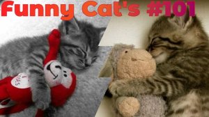 Смешные коты #101