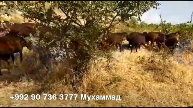 Гиссарские бараны Мухаммада из селения Сугдиён, Гиссар