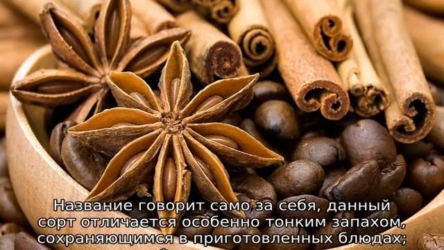 Пряные травы: описание, сорта для открытого грунта
