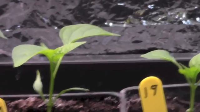 Hoop House - Grow Room - Spätzle смотреть онлайн