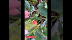 Анна Семенович показала свою дачу.