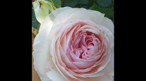 ПЬЕР де РОНСАР - РОЗА роз! #розы