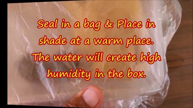 How To Grow Macadamia From Seeds: Macadamia Seed Germination смотреть онлайн