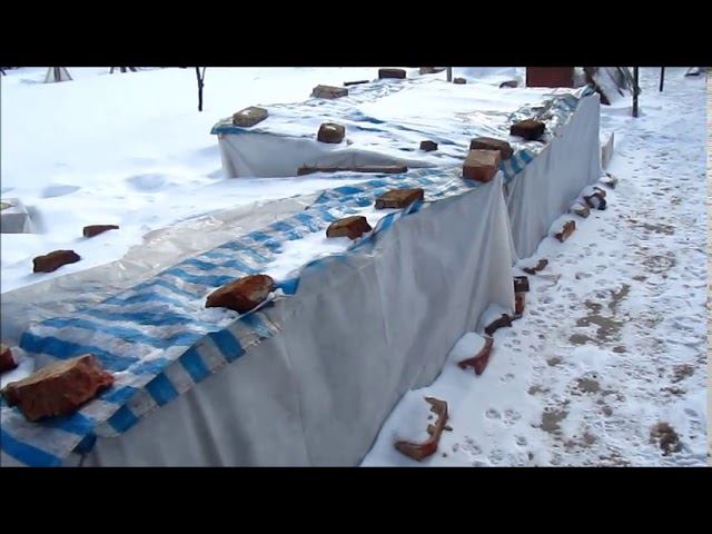 Как перезимовали розы при -40.Инфекционный ожог и другое, на что нужно обратить внимание!!! смотреть онлайн