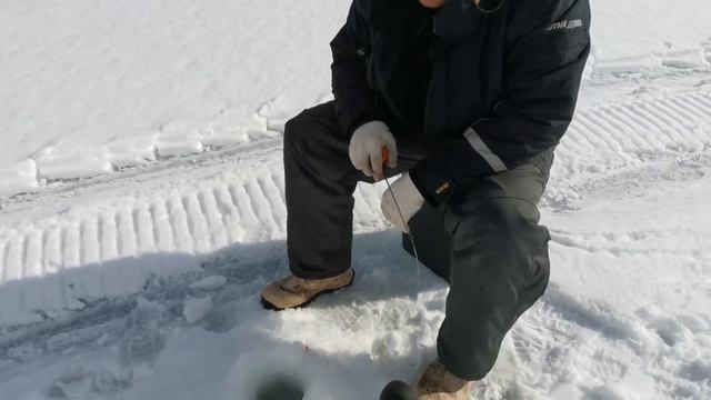 РЫБАЛКА В КАРЕЛИИ. ЖЕРЛИЦЫ. ЛОВЛЯ ОКУНЯ. КОРОНАВИРУС СИДИМ В ТАЙГЕ. КАРЕЛЫЧ В ЛЕСУ. ВЕСНА 2020