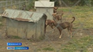 На Ставрополье разводят пастушьих собак