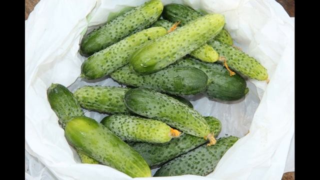 ВЫРАЩИВАНИЕ ОГУРЦОВ В МЕШКАХ смотреть онлайн