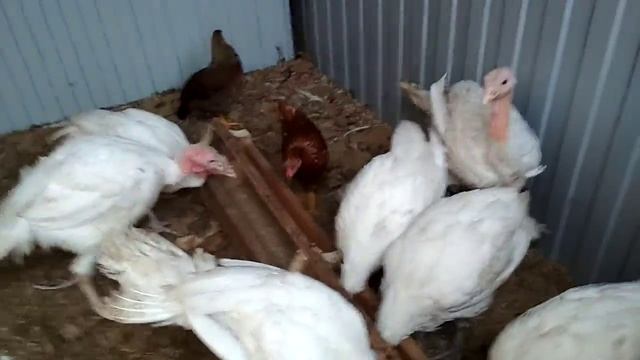 Как отличить индюка от индюшки в полтора месяца смотреть онлайн