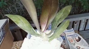 Распаковка посылки от группы.Beautiful magical orchids.Орхидеи.mp4