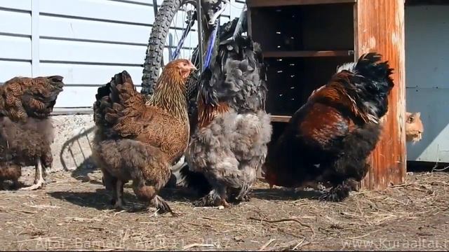 Куропатчатая брама Курица - птица Brahma Rooster and Siberian Farm cats смотреть онлайн