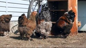 Куропатчатая брама Курица - птица Brahma Rooster and Siberian Farm cats