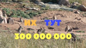 Почему в Австралии не едят диких кроликов? Не экспортируют мясо?