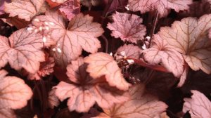 Heuchera Georgia Peach at Wayside Gardens