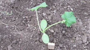 Посадка рассады огурца в теплице