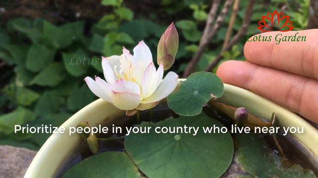 Do you want to plant a super mini lotus pot | grow mini lotus at home смотреть онлайн