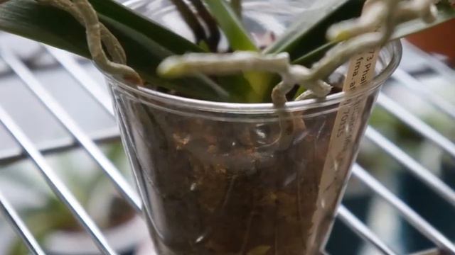 Orchid - Phal Mini Tris (bellina x equestris) | Care & Tips for Beginners смотреть онлайн