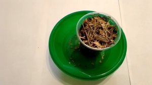 Как вырастить сосну в домашних условиях 2