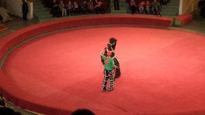 Пони. Цирк. Пони в цирке прыгает на задних ногах. Pony. Circus. Pony in circus on the hind legs.