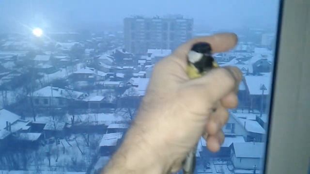 Лучше синица в руках, чем журавль в небе. смотреть онлайн