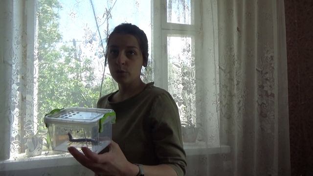 Кольчатая сколопендра!!! Поймали огромную сколопендру в доме!