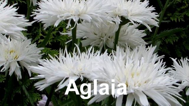 РОМАШКА САДОВАЯ или НИВЯНИК: новые и интересные сорта для вашего сада смотреть онлайн