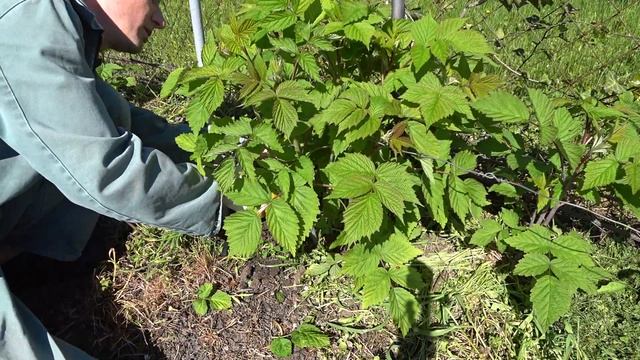 Ремонтантная малина на 2й год Обрезка и прореживание весной