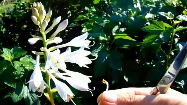 ХОСТЫ из семян ЭТО ПРОСТО !!! ЧАСТЬ 3 . Где взять семена хост ? смотреть онлайн