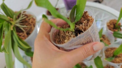 ОРХИДЕИ из ФЛАСКИ, что с НИМИ РАСТУТ или НЕТ? Продолжение Эксперимента с ZION