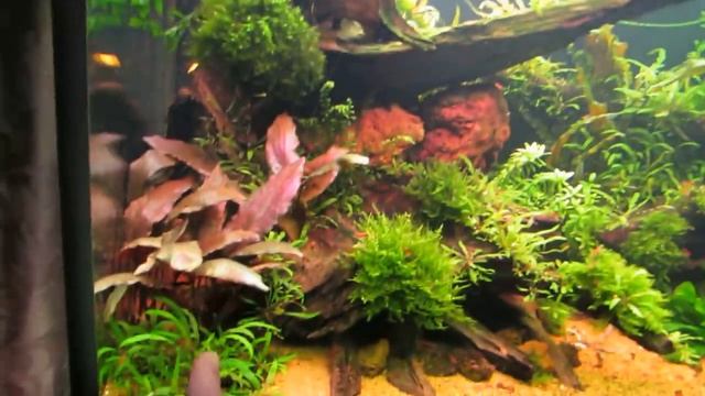 Аквариум 300л. обновляем дизайн!!! смотреть онлайн