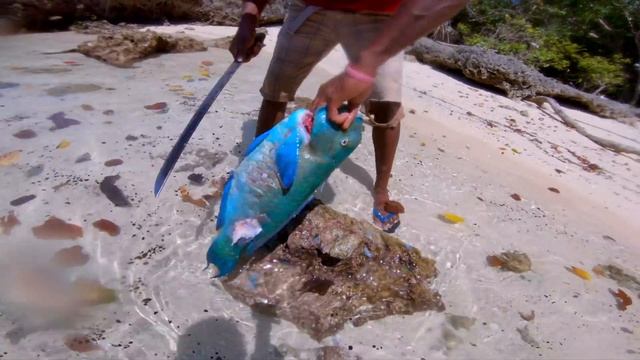 Parrot Fish Catch n Cook with Natives смотреть онлайн