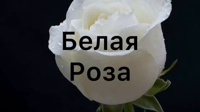 Переводчик ты чё творишь? «Ромашка-ромашка»автор: Роза ?