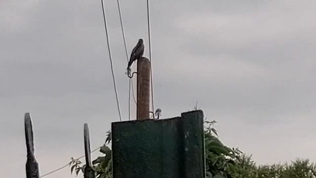 Мы увидели коршуна!!! ?Коршун сидит на столбе! смотреть онлайн
