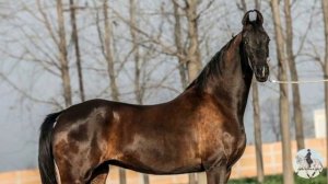 Марварская лошадь/Марвари #конныйспорт #лошади #лошадь #марвари #лошадьмарвари