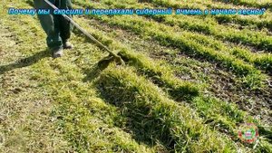 Почему мы скосили и перепахали сидератный ячмень в начале весны?
