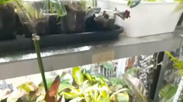 Первая Трансляция. Домашняя Оранжерея смотреть онлайн