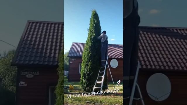 стрижка туи #смарагд #стрижкатуй #topiary #дом  #дача