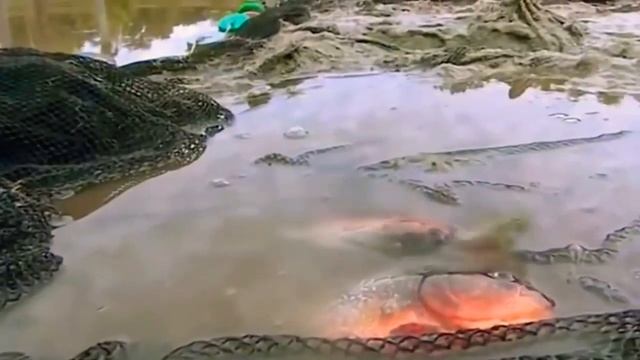 Топ опасных животных в тропиках. смотреть онлайн