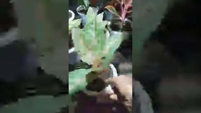 Live Turun Harga Aglo Dan Anthurium, Perdana смотреть онлайн