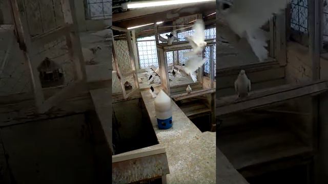 кормление голубей Купавна 89032967542 смотреть онлайн