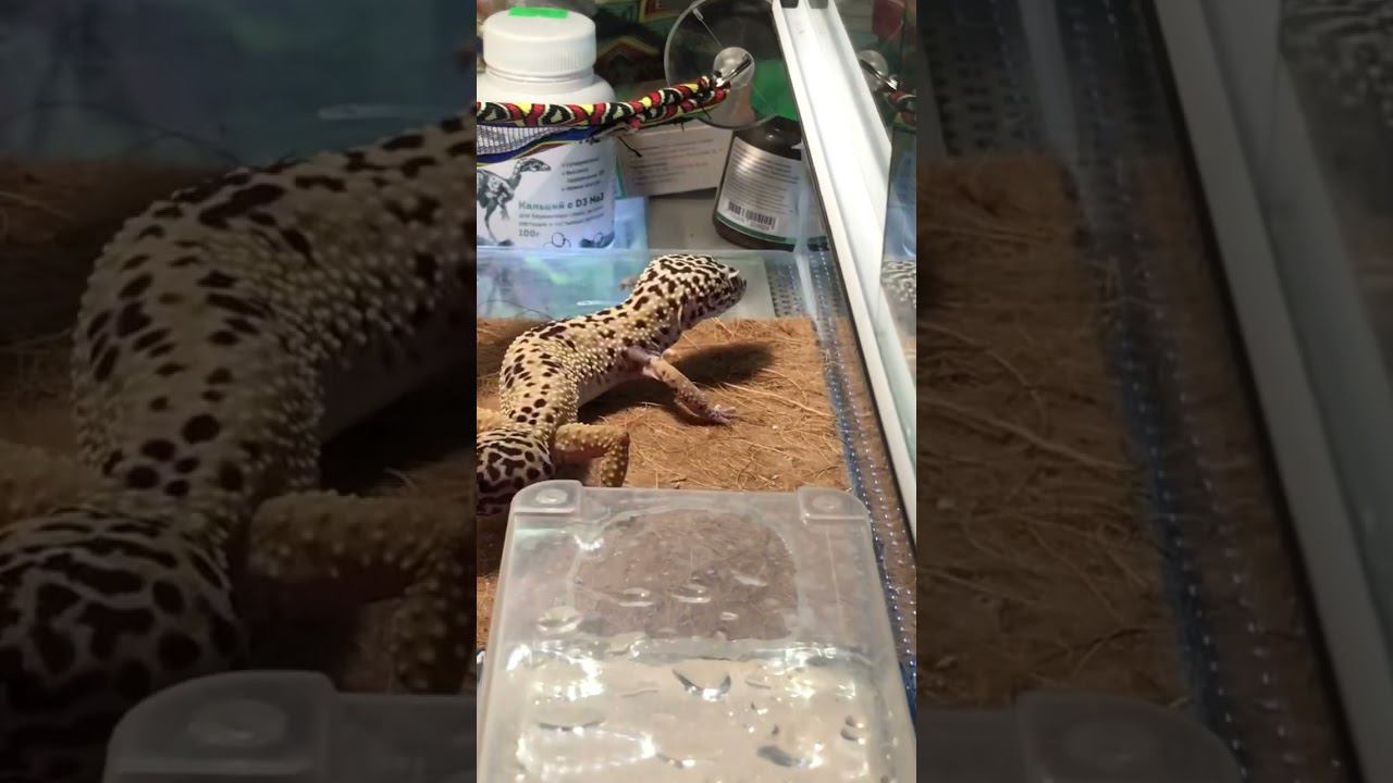 Целкость #москва #shortvideo #zoolife #экзотика #zoo #зверьёмоё #эублефар #охота #таракан