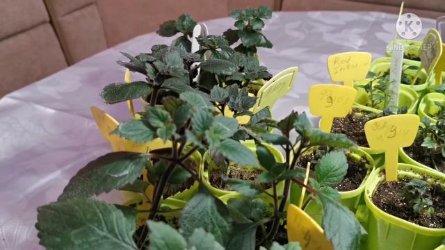 Ахименесы:первый месяц после посадки смотреть онлайн