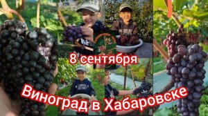 Созревание столовых сортов. Накопление сахара в ягоде винограда на 8 сентября в Хабаровске.